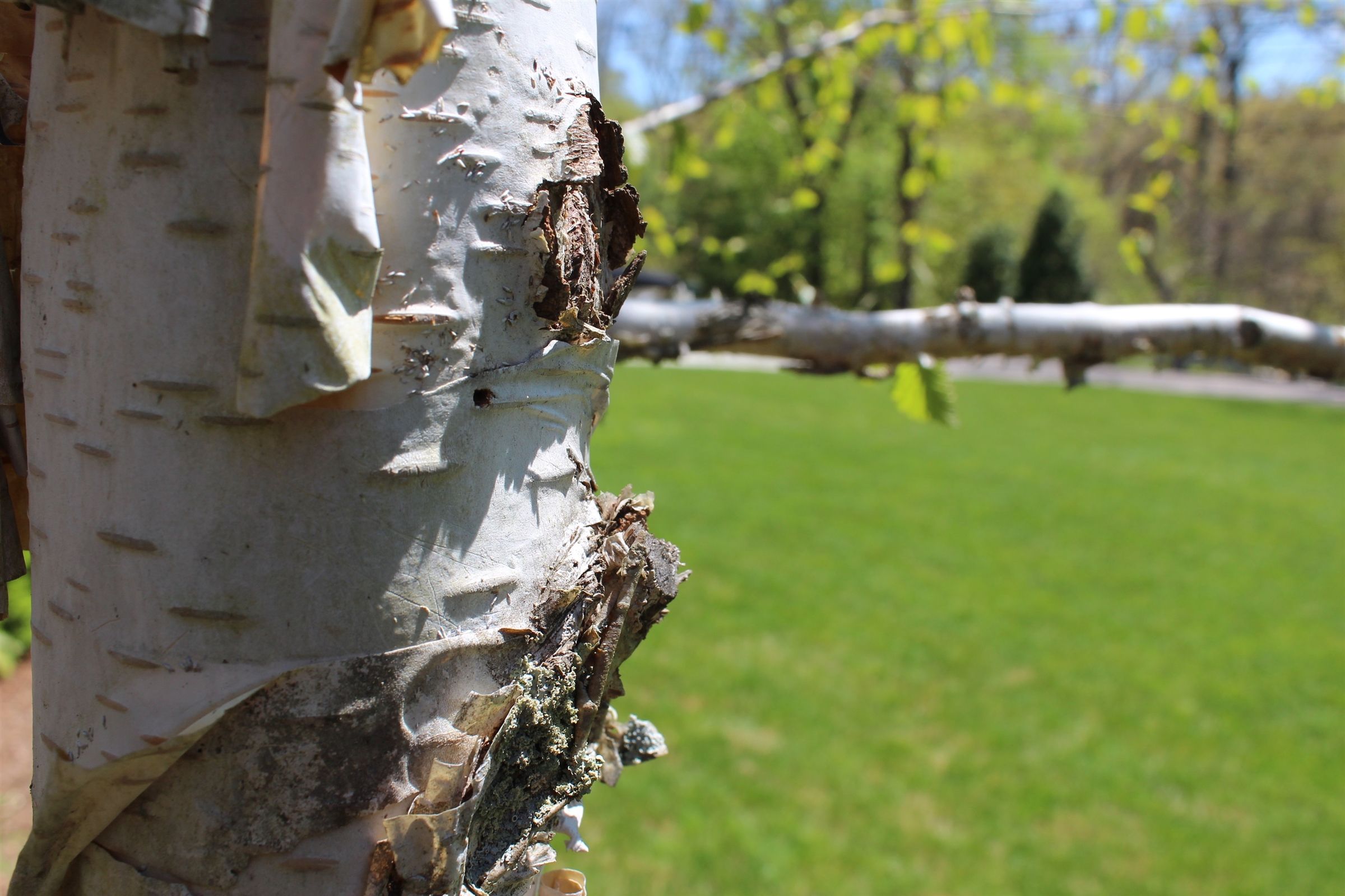 close up of birch tree bark